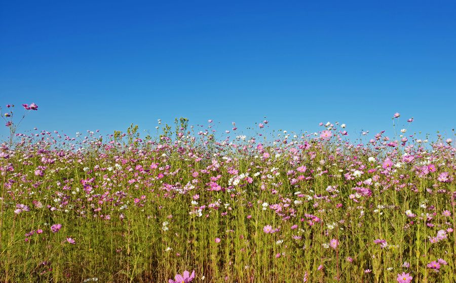 Allergie saisonnière
